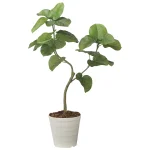 光触媒 人工観葉植物 造花 ウンベラータ1.25 (高さ125cm) (2629A300)