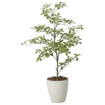 光触媒 人工観葉植物 造花 アーモンドS1.0 (高さ100cm) (2633A250)