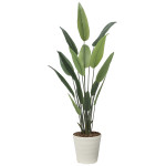 光触媒 人工観葉植物 造花 フレッシュストレチア 1.65 (高さ165cm) (2709A280)