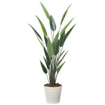 光触媒 人工観葉植物 造花 フレッシュストレチア 1.9 (高さ190cm) (2710A350)