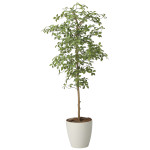 光触媒 人工観葉植物 造花 アーモンドツリー1.6 (高さ160cm) (2717A450)