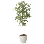 光触媒 人工観葉植物 造花 アーモンドツリー1.6 (高さ160cm) (2717A450)