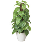 光触媒 人工観葉植物 造花 フレッシュポールポトス (高さ48cm) (382K60)