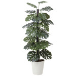 光触媒 人工観葉植物 造花 モンステラ  1.8 (高さ180cm) (403R480)