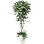 光触媒 人工観葉植物 造花 フィカスベンジャミン1.8植栽付  (高さ180cm) (508F500)