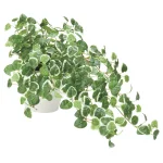 光触媒 人工観葉植物 造花 プミラ (高さ25cm) (557H70)