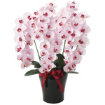 光触媒 人工観葉植物 造花 プレミアム胡蝶蘭5本立P (高さ75cm) (652K200)