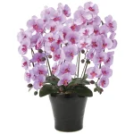 光触媒 人工観葉植物 造花 クイーン胡蝶蘭5本立 (高さ74cm)