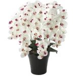 光触媒 人工観葉植物 造花 プレミアム胡蝶蘭7本立W/AB (高さ75cm) (657A250)