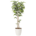光触媒 人工観葉植物 造花 ケヤキ1.8 (高さ180cm) (807P470)