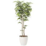 光触媒 人工観葉植物 造花 ケヤキ1.8 (高さ180cm) (807P470)