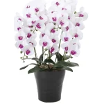 光触媒 人工観葉植物 造花 フレッシュ胡蝶蘭  5本立W/L (高さ72cm) (876P220)