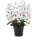 光触媒 人工観葉植物 造花 クイーン胡蝶蘭5本立 (高さ74cm)