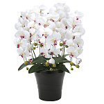 光触媒 人工観葉植物 造花 クイーン胡蝶蘭5本立W/AB (高さ74cm)