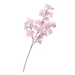 【2026年春】中桜ブランチ 3本立 (No181-18)