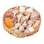 【2025年夏】インテリアシェル 500g (No178-20_05)