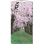 【2025年春商品】タペストリー 桜新緑 (No177-03_06)