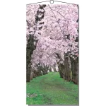 【2026年春】タペストリー 桜新緑 (No181-3)