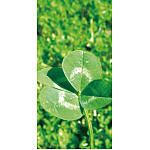 【2025年夏】タペストリー クローバー (No178-03_01)