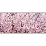 【2026年春】ディスプレイシート 桜満開 【限定品】 (No181-4)