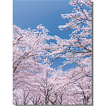 【2025年春商品】バックスクリーンシート 桜 (No177-03_09)