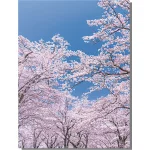 【2026年春】バックスクリーンシート 桜 (No181-3)