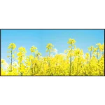 【2026年春】ディスプレイシート 菜の花青空 (No181-4)