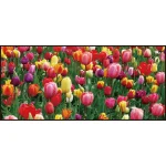 【2026年春】ディスプレイシート チューリップ畑 (No181-4)