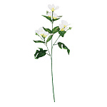 【2025年夏】プルメリアスプレイ ホワイト (No178-21_05)