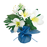 【2025年夏】ミニミニポットプルメリア (No178-22_05)