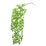 【2025年夏】メイプルリーフバイン (No178-11_01)