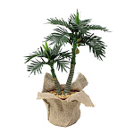 【2025年夏】ミニポットヤシ (No178-22_07)