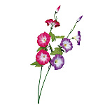 【2025年夏】スプレイシルキー朝顔 (No178-12_02)