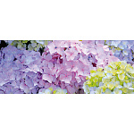 【2025年夏】ディスプレイシート ハイドレンジア (No178-06_02)