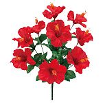 【2025年夏】ハイビスカスブッシュ (No178-21_01)