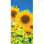 【2025年夏】タペストリー(防炎)満天ひまわり (No178-04_07)