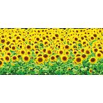 【2025年夏】ディスプレイシート ひまわり畑 (No178-06_06)