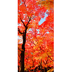 【2025年秋商品】タペストリー(防炎)山紅葉(No179-0504)