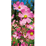 【2025年秋商品】タペストリー 新コスモス(No179-0509)