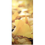 【2025年秋商品】タペストリー イチョウ(No179-0511)