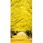 【2025年秋商品】タペストリー(防炎)銀杏並木(No179-0506)