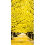 【2025年秋商品】タペストリー(防炎)銀杏並木(No179-0506)