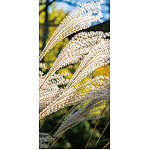 【2025年秋商品】タペストリー(防炎)ススキ(No179-0507)