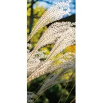 【2025年秋商品】タペストリー(防炎)ススキ(No179-0507)