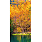 【2025年秋商品】タペストリー(防炎)黄葉風景(No179-0505)