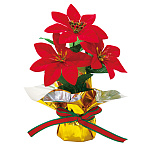 【2024年商品】ポインセチアミニポットレッド (No.043066)