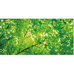 【2025年夏】ディスプレイシート 若葉 (No178-06_10)