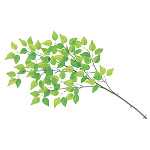 【2025年春商品】大枝グリーンリーフ (No177-20_02)