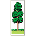 ジョイシール オッズツリー (914-15)