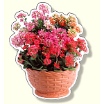 フォトジョイシール フラワーバスケット カランコエ (915-75)